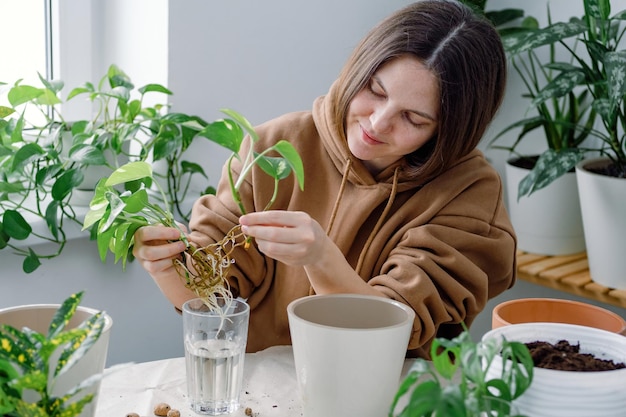 Une jeune femme caucasienne jardinier rempotant des semis d'épipremnum ou des boutures de tige à l'aide d'un râteau à pelle