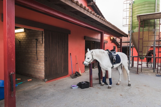 Jeune femme caucasienne préparant un cheval blanc pour un tour