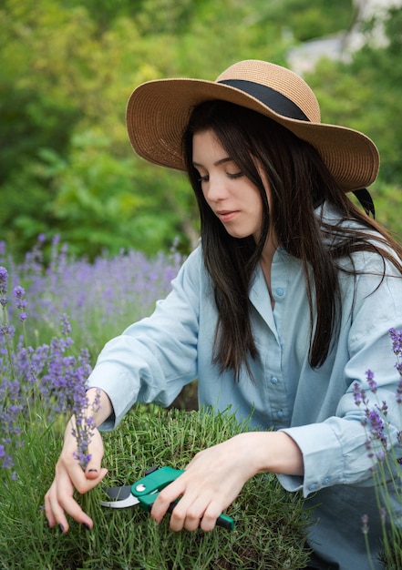 Jeune femme coupant des bouquets de lavande