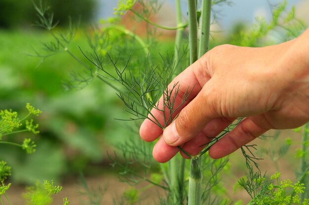 jeune femme cueillant l'aneth dans le jardin. jardinage domestique et culture de légumes et d'herbes