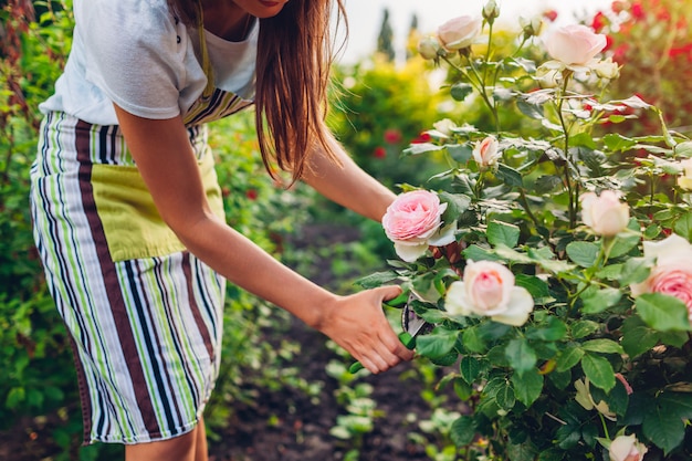 Jeune femme cueillant des fleurs dans le jardin. Jardinier couper les roses avec un sécateur.