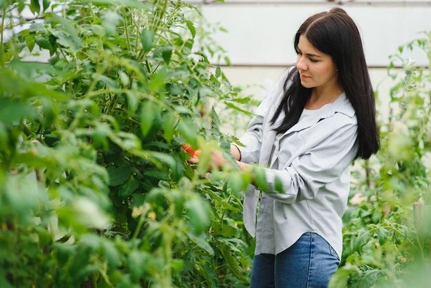 Jeune femme, cueillette, légumes, de, serre