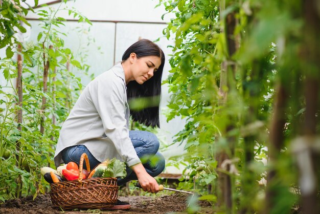 Jeune femme, cueillette, légumes, de, serre