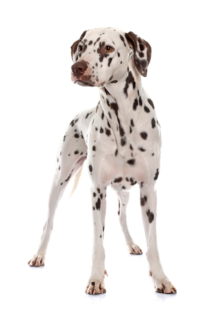 jeune femme dalmatienne