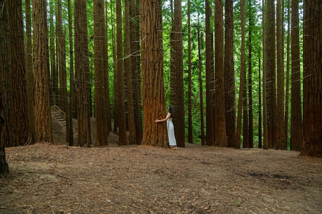 jeune femme, dans, robe blanche, étreindre, arbre, dans, forêt