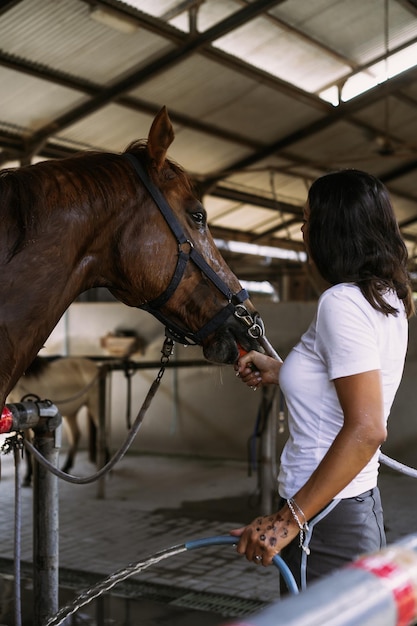 Une jeune femme donne des carottes à un cheval.