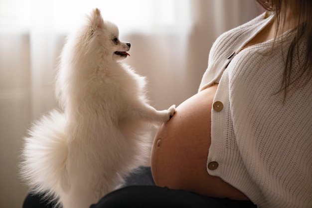 Photo jeune femme enceinte en attente d'un bébé se reposant sur le ventre de lit gros plan chien poméranien à proximité