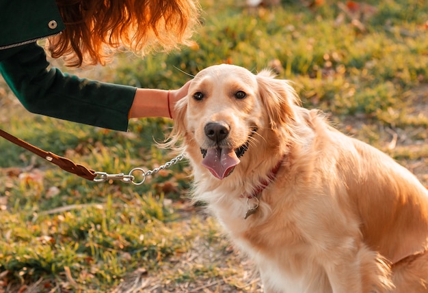 Jeune, femme, enseignement, chien, doré, retriever, Parc