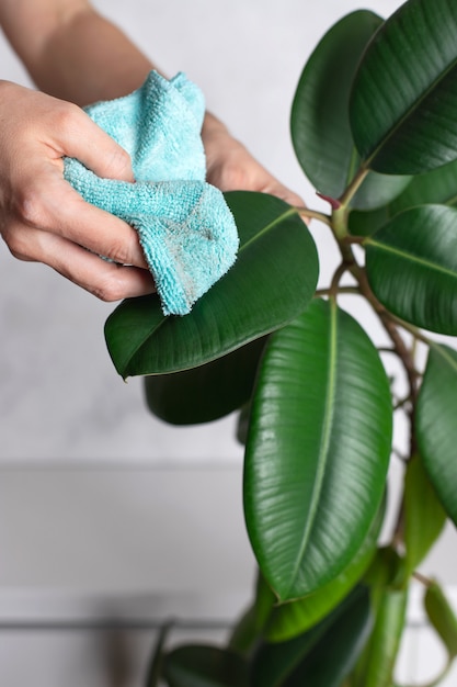 Jeune femme essuie les feuilles vertes de Ficus elastica de la poussière. allergie à la poussière. concept de routine de ménage et d'entretien des plantes d'intérieur.