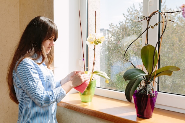 La jeune femme essuie la poussière des feuilles vertes. Soin des plantes d'intérieur