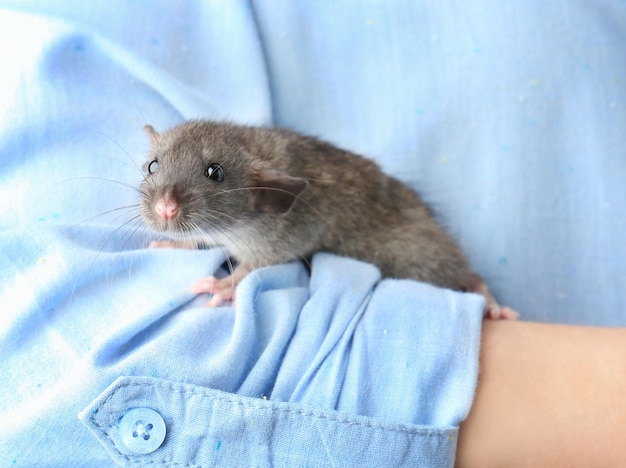 Jeune femme avec gros plan de rat drôle mignon