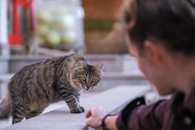 La jeune femme joue avec un chat rayé de rue avec les yeux verts lumineux