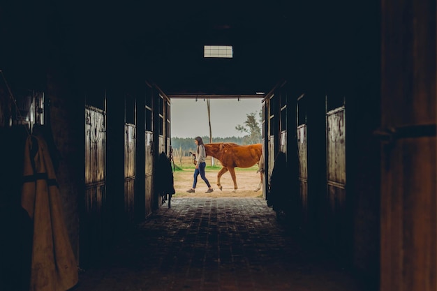 Photo une jeune femme latine dans une écurie se promène avec son cheval