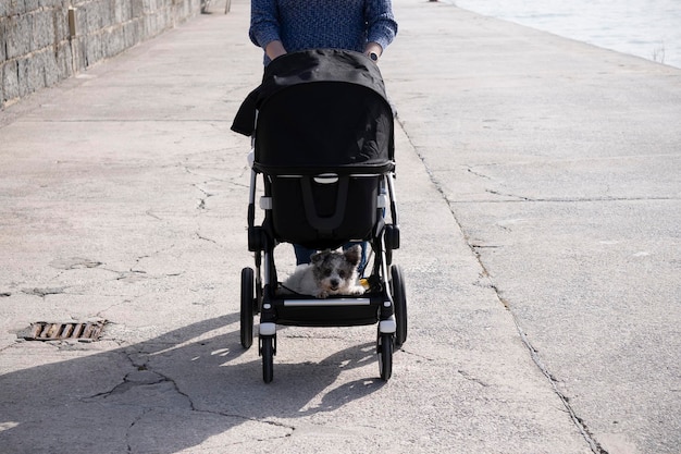 Jeune femme marche poussette avec chien dessus