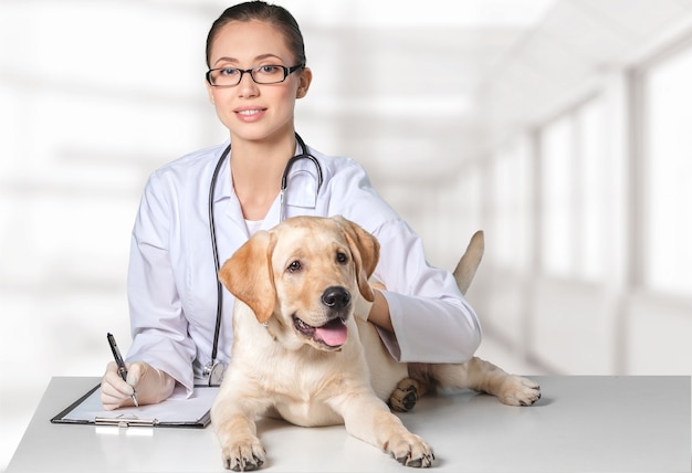 Jeune femme médecin séduisante avec une patiente canine drôle