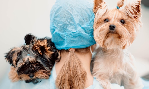 jeune femme médecin vétérinaire avec deux chiens yorkshire terriers amour pour animaux de compagnie