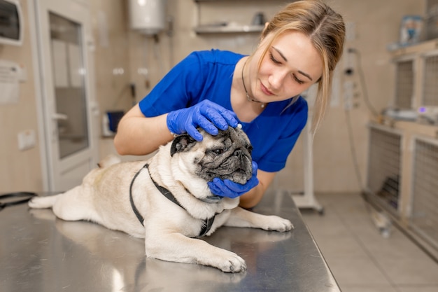 Jeune femme médecin vétérinaire professionnel vérifier les oreilles de chien carlin en clinique vétérinaire