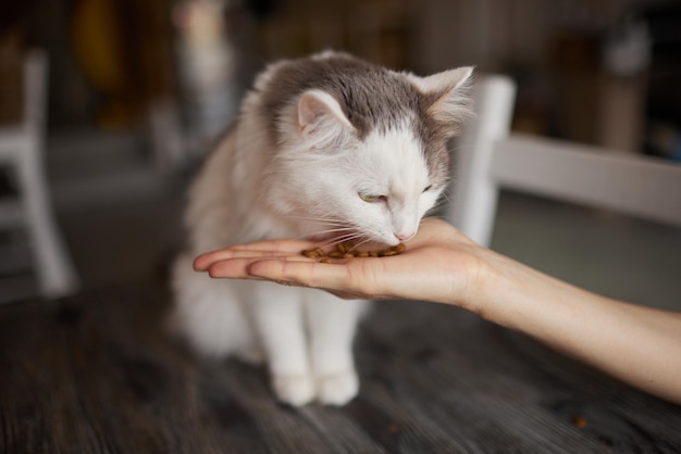 Une jeune femme nourrit son adorable chat des mains de charmants animaux de compagnie et des gens qui les tendent