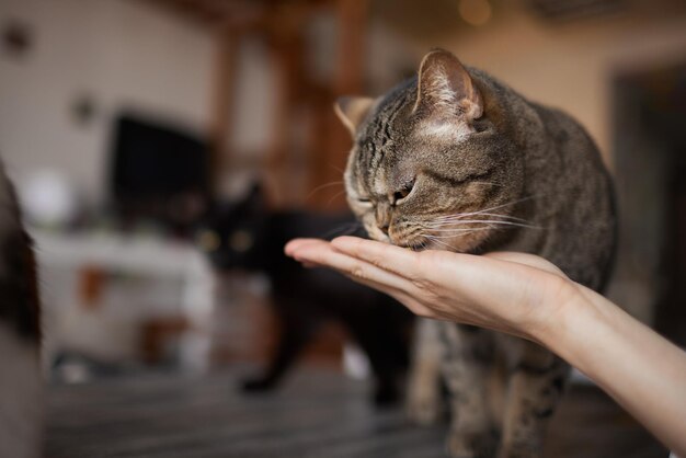 Jeune femme nourrit son joli chat des mains Charmants animaux de compagnie et tendance des gens