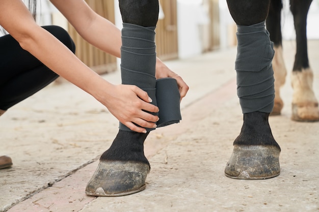 Jeune, femme, protéger, étalon, jambes, bandages