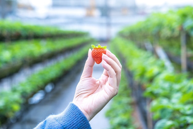Une jeune femme en pull bleu recueille et tient des fraises fraîches de saison dans les mains isolées sur le jardin, gros plan