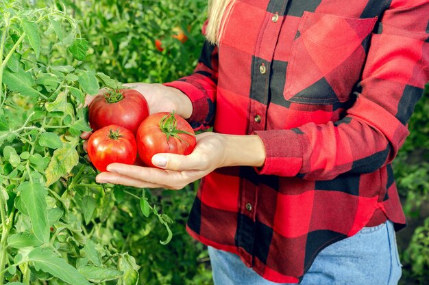 Jeune femme récolte des tomates.