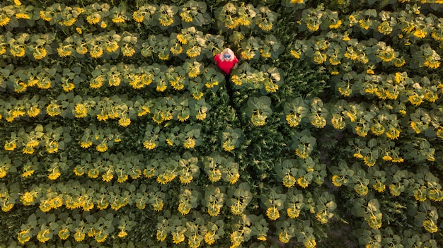 Jeune femme rousse dans un champ de tournesols recule et regarde le coucher du soleil, la lumière du coucher du soleil, le coucher du soleil dans un champ de tournesols