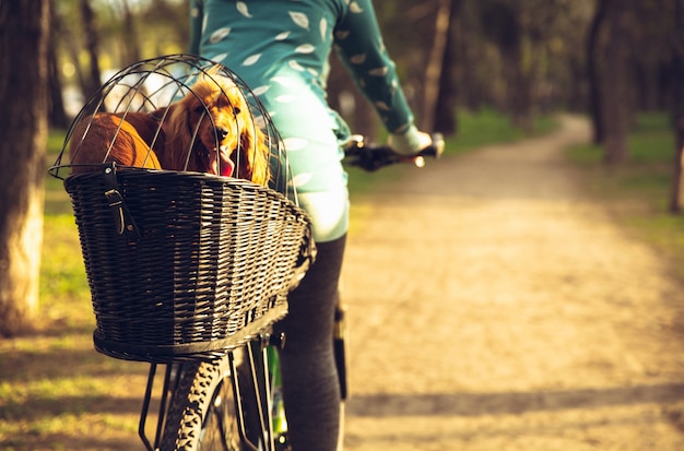 Jeune femme s'amusant près du parc de campagne, faisant du vélo, voyageant avec un chien épagneul compagnon. Nature calme, jour de printemps, émotions positives. Activité de loisir sportive et active. Marchant ensemble.