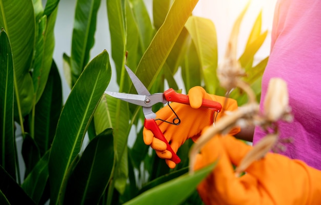 Photo une jeune femme s'occupe du jardin, arrose, fertilise et écarte les plantes.