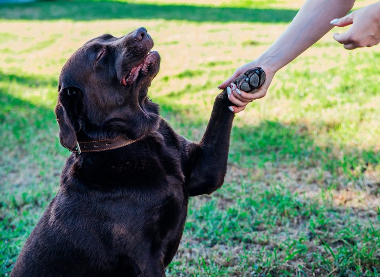 Photo une jeune femme se promène dans un parc public avec un chien. un labrador brun donne une patte au propriétaire.