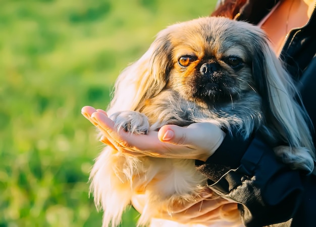 Jeune femme avec son chien mignon à l'extérieur