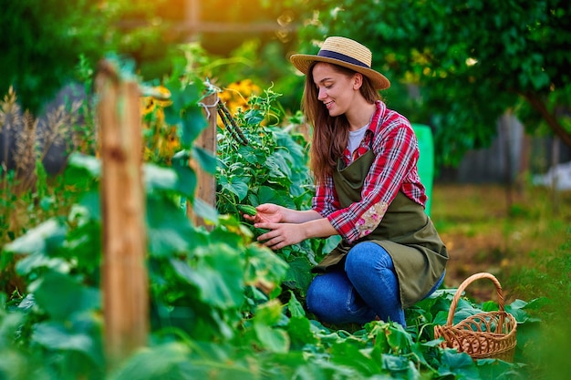 Jeune femme souriante heureuse agricultrice récoltant des concombres biologiques faits maison mûrs dans son jardin