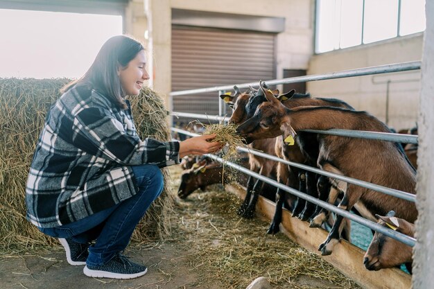 Photo une jeune femme souriante nourrit des chèvres au-dessus de la clôture avec du foin.