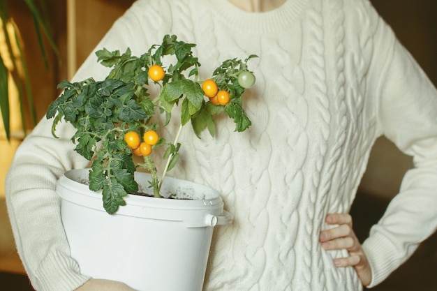 Jeune femme tenant petit buisson de tomates cerises balcon en pot.