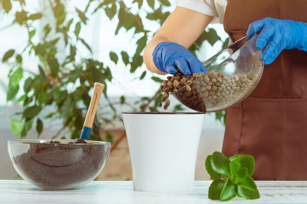 Une jeune femme transplante des plantes dans un autre pot à la maison. Outils de jardinage à domicile.