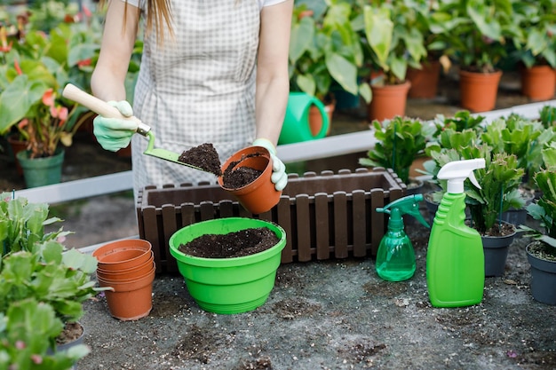 Une jeune femme transplante des plantes et s'occupe de pots de fleurs dans une serre Le concept de la culture de plantes Jardinage à domicile Amour des plantes et des soins Petite entreprise