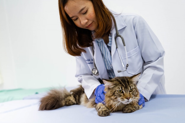 Jeune femme vétérinaire examinant chat sur table dans une clinique vétérinaire