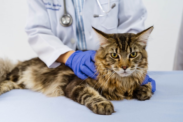 Jeune femme vétérinaire examinant chat sur table dans une clinique vétérinaire