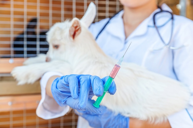 Jeune femme vétérinaire avec seringue tenant et injection de chevreau sur fond de ranch