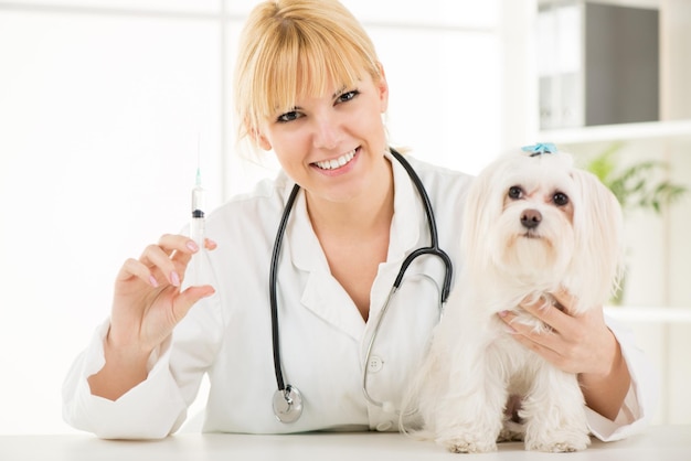 Jeune femme vétérinaire vaccinant un chien maltais au cabinet du médecin