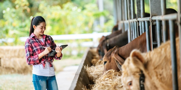 Jeune fermière asiatique avec une tablette et des vaches dans l'écurie d'une ferme laitière