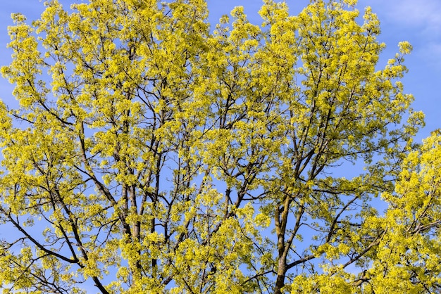 Le jeune feuillage de l'érable au printemps