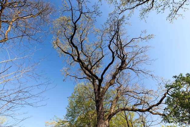 Jeune feuillage printanier des arbres au printemps feuillage frais et lumineux des arbres au printemps