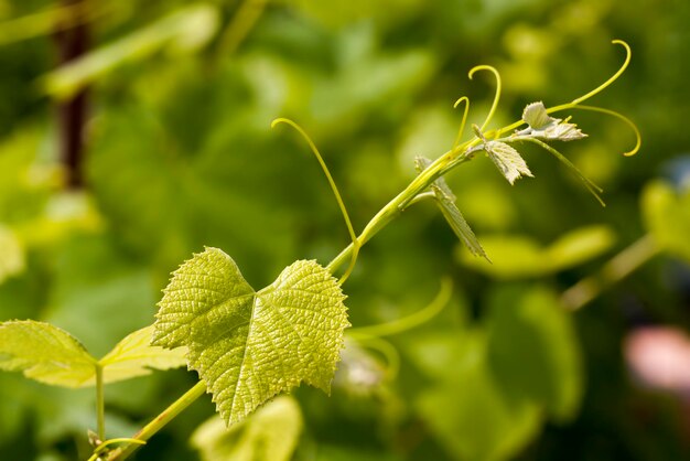 Jeune feuillage vert de raisins sur fond de feuillage vert, feuilles vertes de raisins au printemps