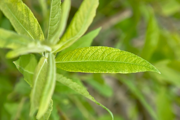 Jeune feuille allongée en croissance et floraison au printemps