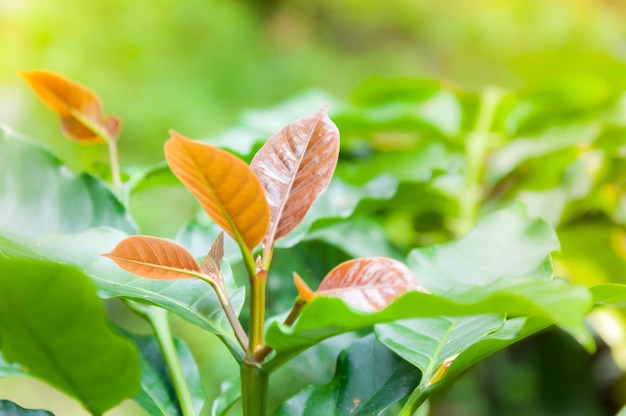 Jeune feuille de caféier, feuilles de plantation de pépinière de caféier arabica, de café de ferme du nord de la Thaïlande