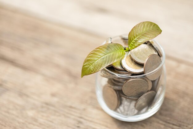 Jeune feuille fraîche de Mitragyna speciosa ou arbre de kratom dans un pot de pièces sur fond de bois