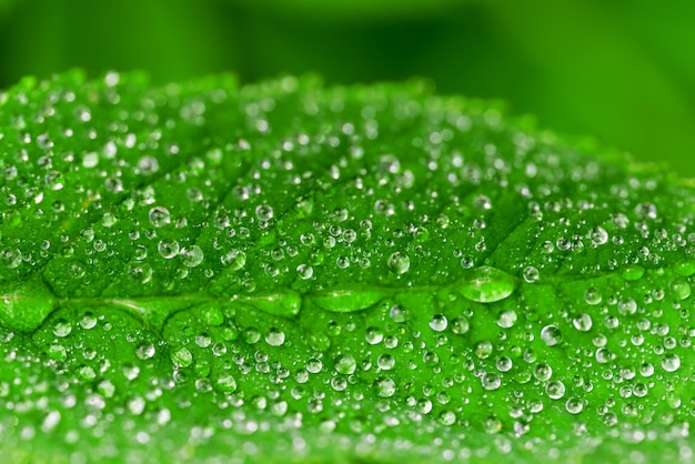 Jeune feuille verte avec de la rosée