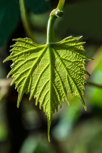 Jeune feuille de vigne verte dans la lumière du soleil latérale.