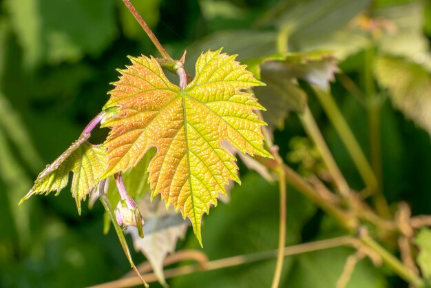 Jeune feuille de vigne verte se bouchent